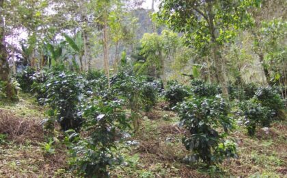 Experto de la UAEH propone retomar la agroforestería como solución a la crisis ambiental