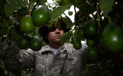 Un plan de seguridad protege el sector aguacatero en Michoacán