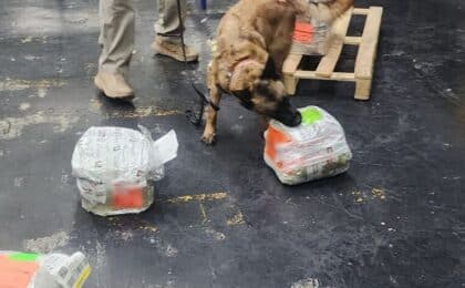 Solicitan el análisis de suplementos que contenían hojas de coca en un cargamento interceptado en el AICM