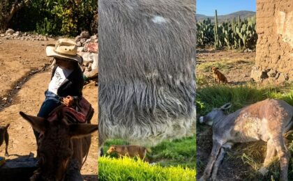 La PGJEH archiva la denuncia en el caso del burrito de Tizahuapan
