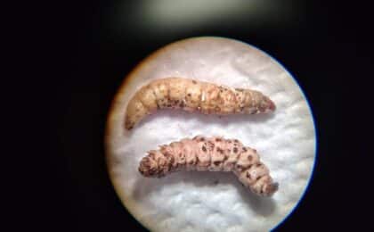 Investigadores de la UAEH proponen un método biológico para combatir la plaga forestal en El Chico