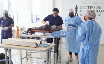 Refuerzan las políticas de bienestar animal en Mineral de la Reforma