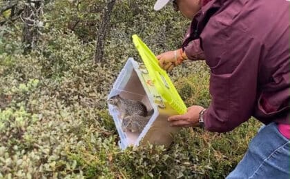 Realizan la liberación de 28 ejemplares de fauna silvestre en Epazoyucan